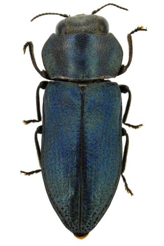 Réf. 354 634 : Anthaxia bedeli bedeli